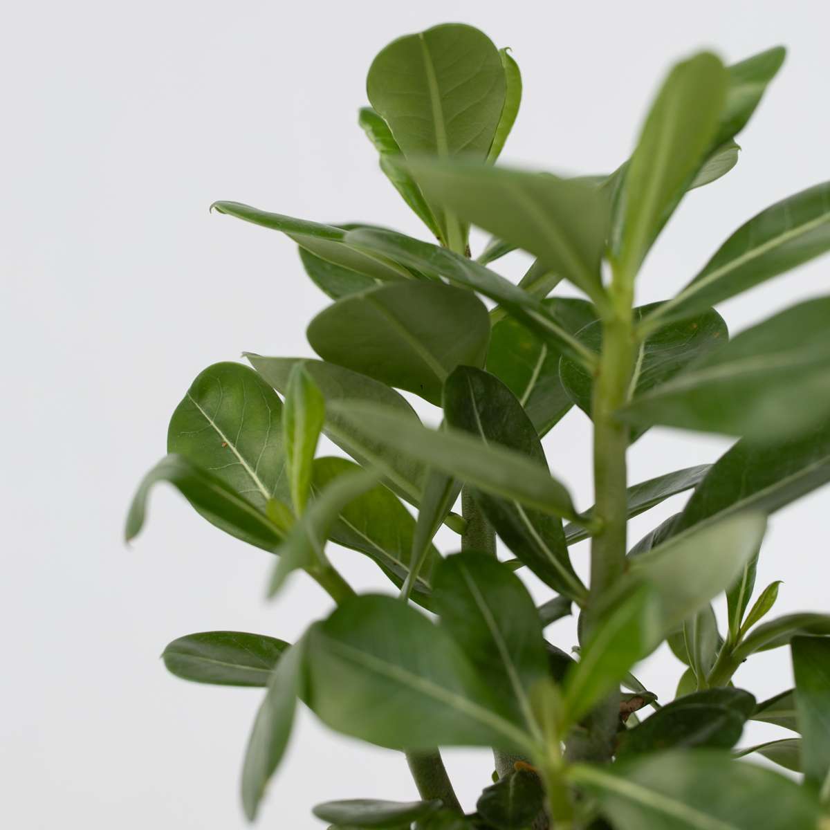 Florastore Wüstenrose - Adenium Obesum - Höhe 25-40Cm - ⌀10,5Cm