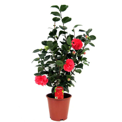 Florastore Japanische Rose - Camellia Japonica 'Lady Campbell' - Höhe 60-70Cm - ⌀19Cm