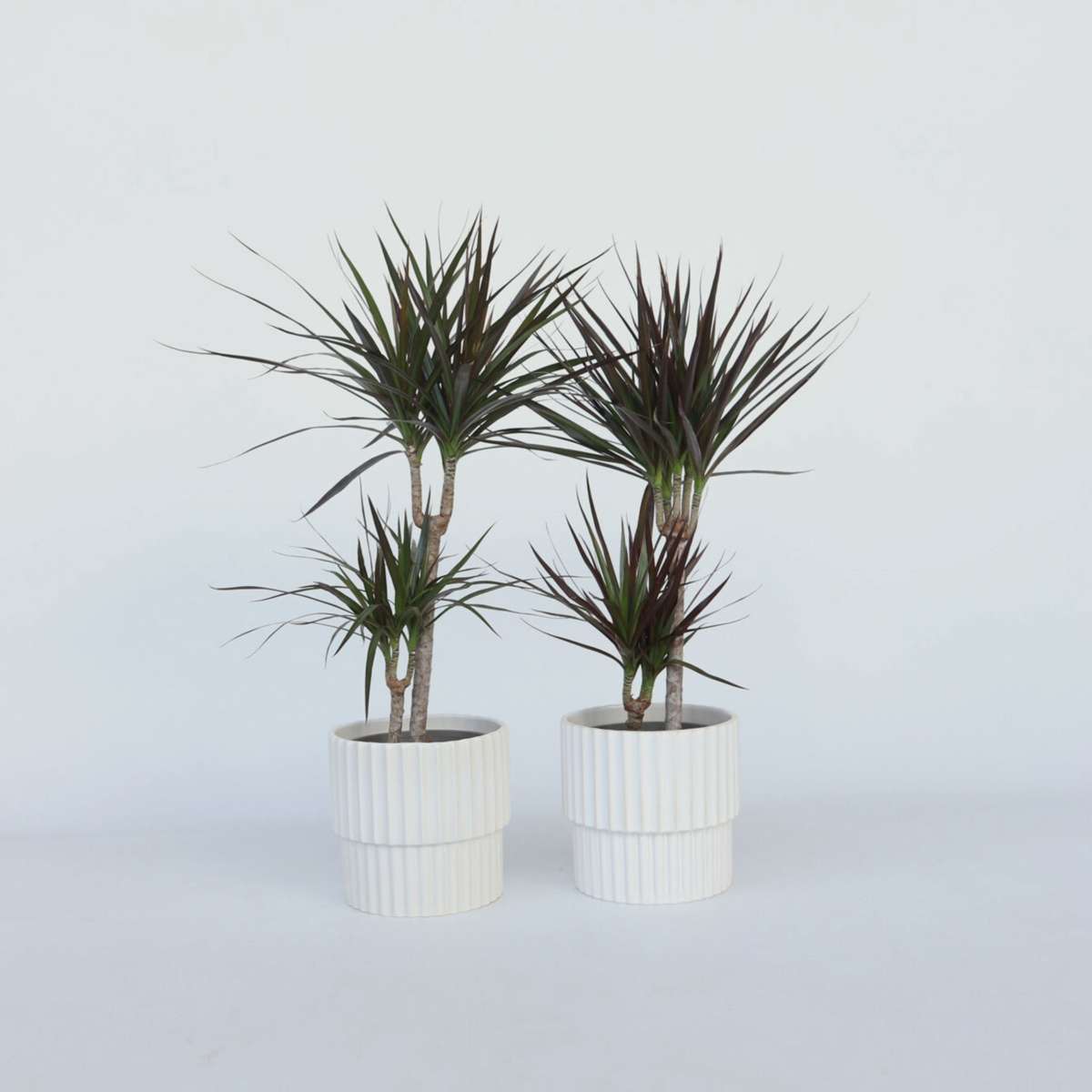 Florastore Drachenbaum - 4 Stk - Dracaena Marginata - Höhe 70-80Cm - ⌀17Cm