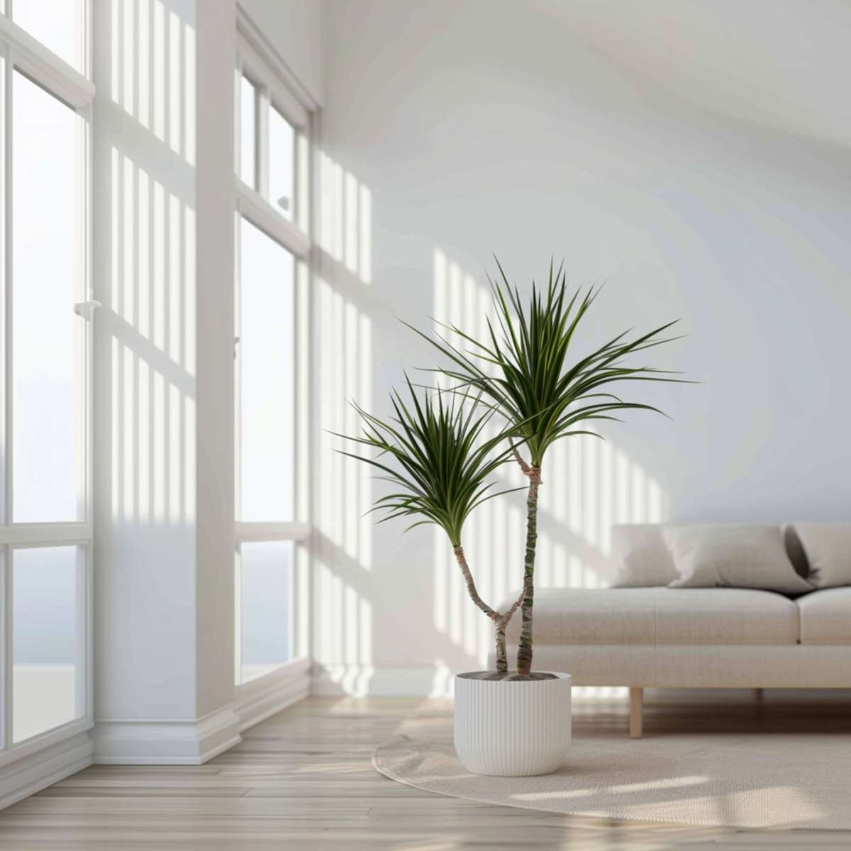 Florastore Drachenbaum - 4 Stk - Dracaena Marginata - Höhe 70-80Cm - ⌀17Cm