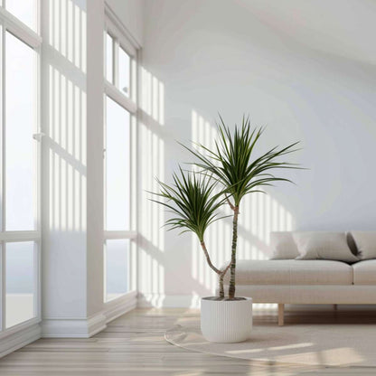 Florastore Drachenbaum - 4 Stk - Dracaena Marginata - Höhe 70-80Cm - ⌀17Cm