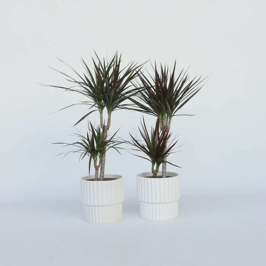 Florastore Drachenbaum - 2 Stk - Dracaena Marginata - Höhe 70-80Cm - ⌀17Cm