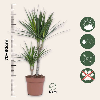 Florastore Drachenbaum - 2 Stk - Dracaena Marginata - Höhe 70-80Cm - ⌀17Cm