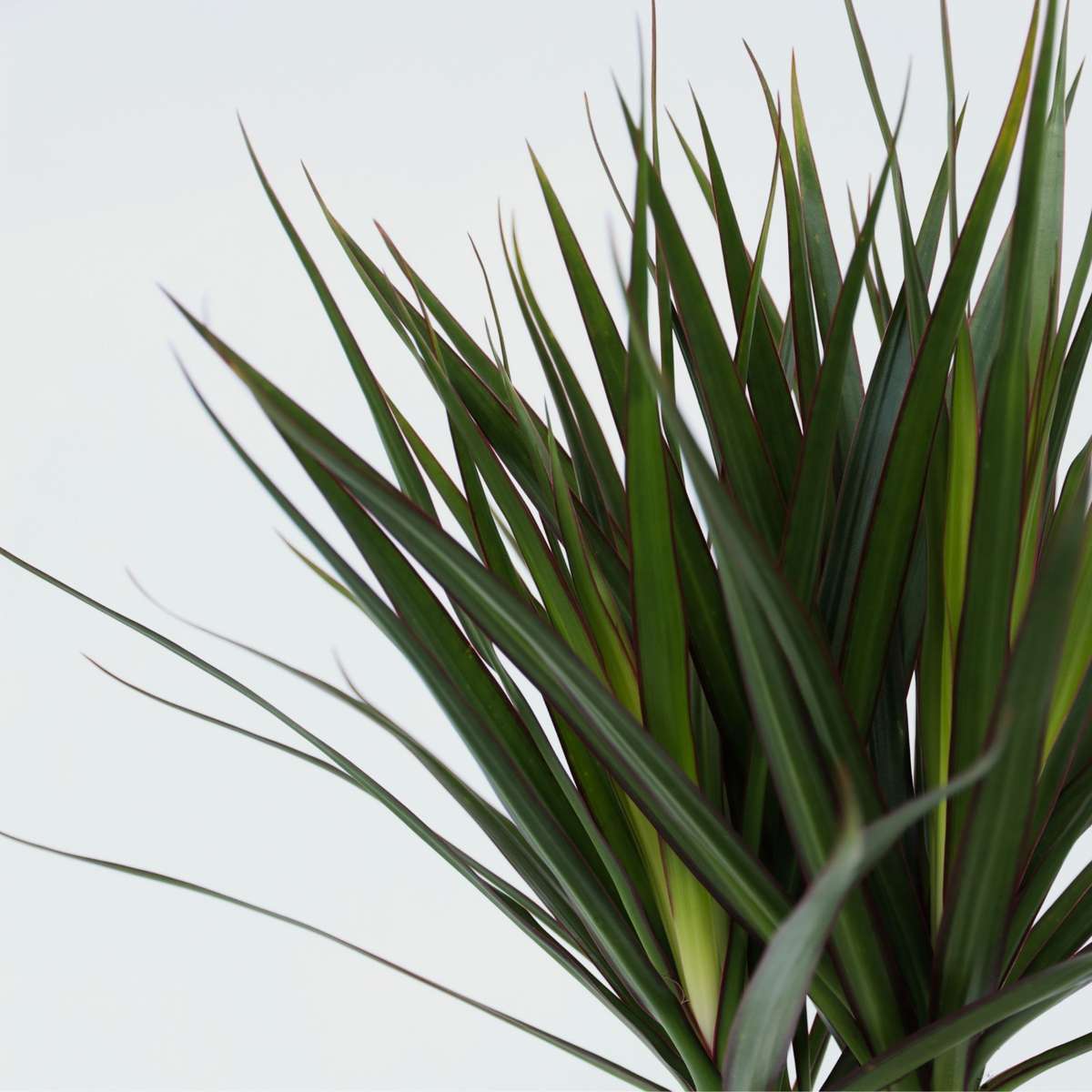 Florastore Drachenbaum - 2 Stk - Dracaena Marginata - Höhe 70-80Cm - ⌀17Cm