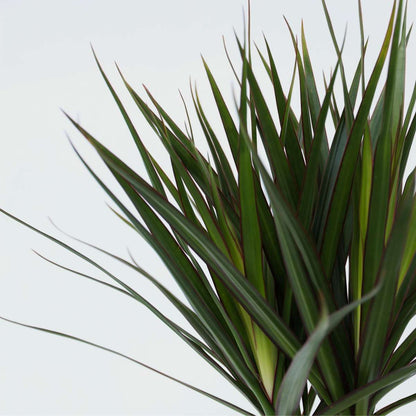 Florastore Drachenbaum - 2 Stk - Dracaena Marginata - Höhe 70-80Cm - ⌀17Cm