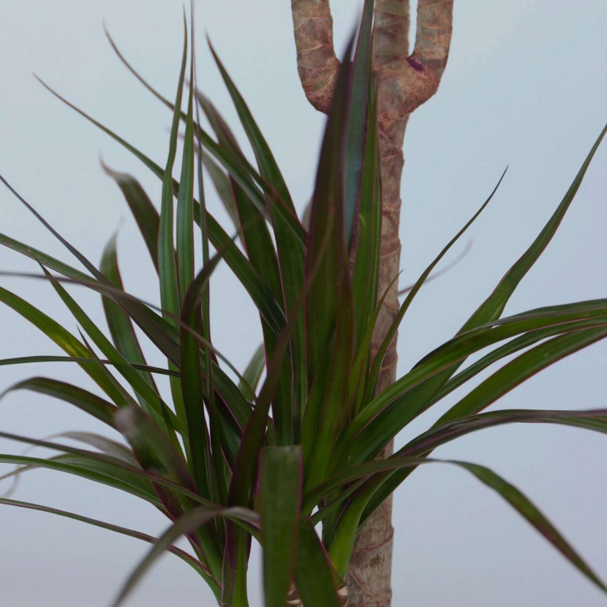 Florastore Drachenbaum - 2 Stk - Dracaena Marginata - Höhe 70-80Cm - ⌀17Cm