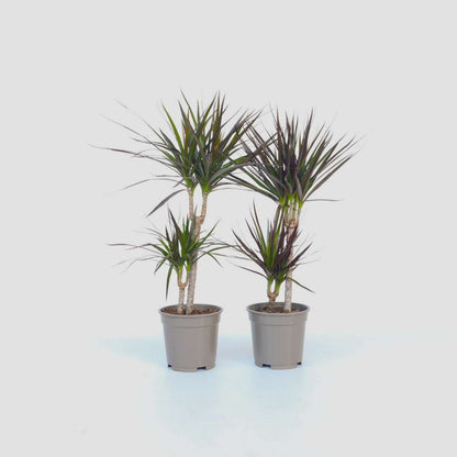 Florastore Drachenbaum - 2 Stk - Dracaena Marginata - Höhe 70-80Cm - ⌀17Cm