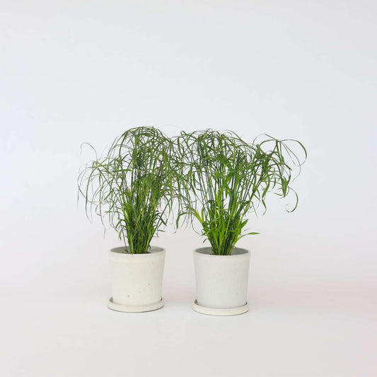 Florastore Regenschirm Segge - 2 Stk - Cyperus Alternifolius - Höhe 40-50Cm - ⌀14Cm