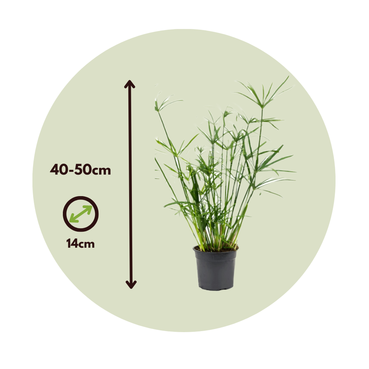 Florastore Regenschirm Segge - 2 Stk - Cyperus Alternifolius - Höhe 40-50Cm - ⌀14Cm
