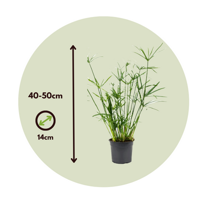 Florastore Regenschirm Segge - 2 Stk - Cyperus Alternifolius - Höhe 40-50Cm - ⌀14Cm