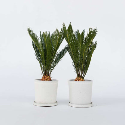 Florastore Sagopalmfarn - 2 Stk - Cycas Revoluta - Höhe 45-60Cm - ⌀15Cm