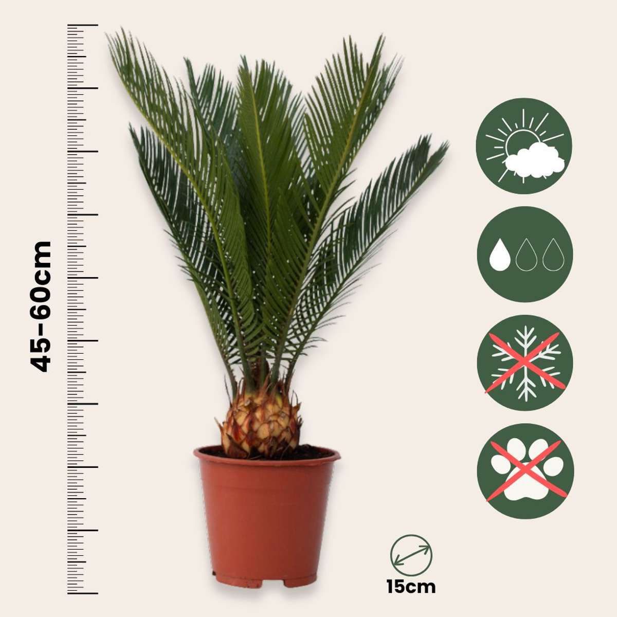 Florastore Sagopalmfarn - 2 Stk - Cycas Revoluta - Höhe 45-60Cm - ⌀15Cm