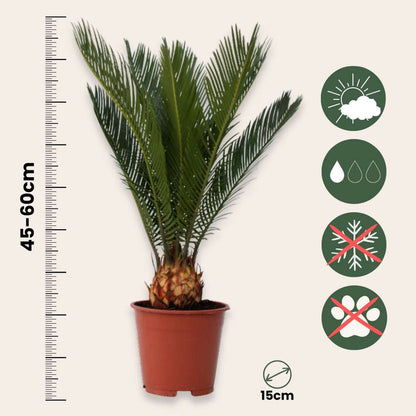 Florastore Sagopalmfarn - 2 Stk - Cycas Revoluta - Höhe 45-60Cm - ⌀15Cm