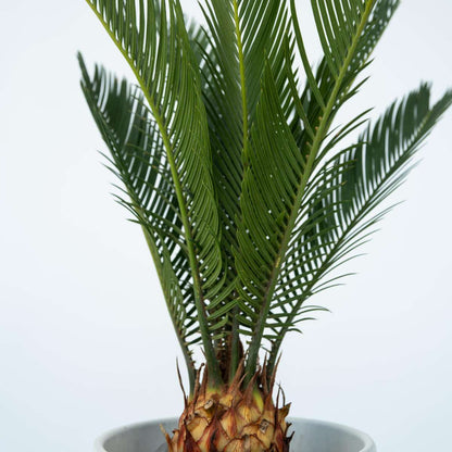 Florastore Sagopalmfarn - 2 Stk - Cycas Revoluta - Höhe 45-60Cm - ⌀15Cm
