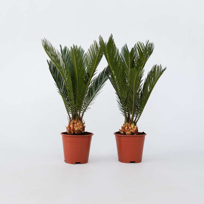 Florastore Sagopalmfarn - 2 Stk - Cycas Revoluta - Höhe 45-60Cm - ⌀15Cm