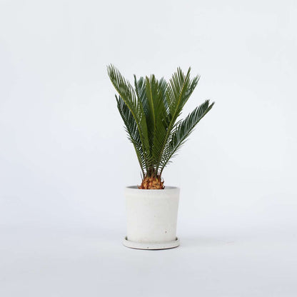 Florastore Sagopalmfarn - Cycas Revoluta - Höhe 45-60Cm - ⌀15Cm