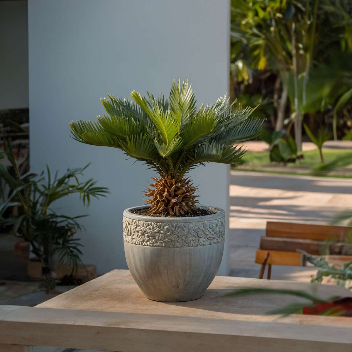 Florastore Sagopalmfarn - Cycas Revoluta - Höhe 45-60Cm - ⌀15Cm