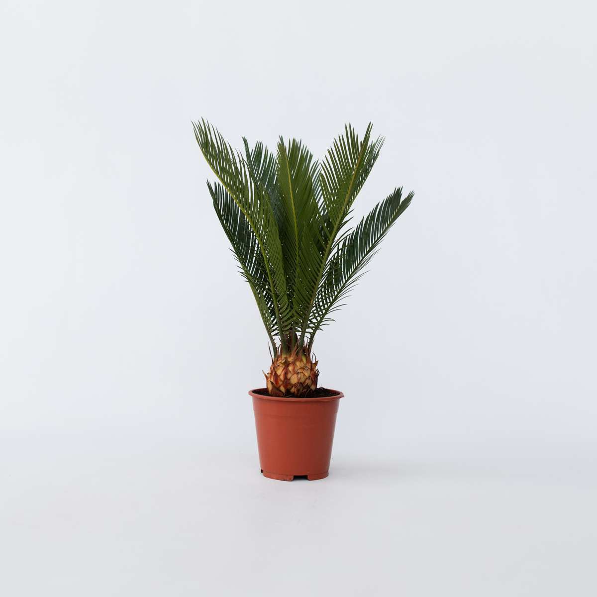 Florastore Sagopalmfarn - Cycas Revoluta - Höhe 45-60Cm - ⌀15Cm