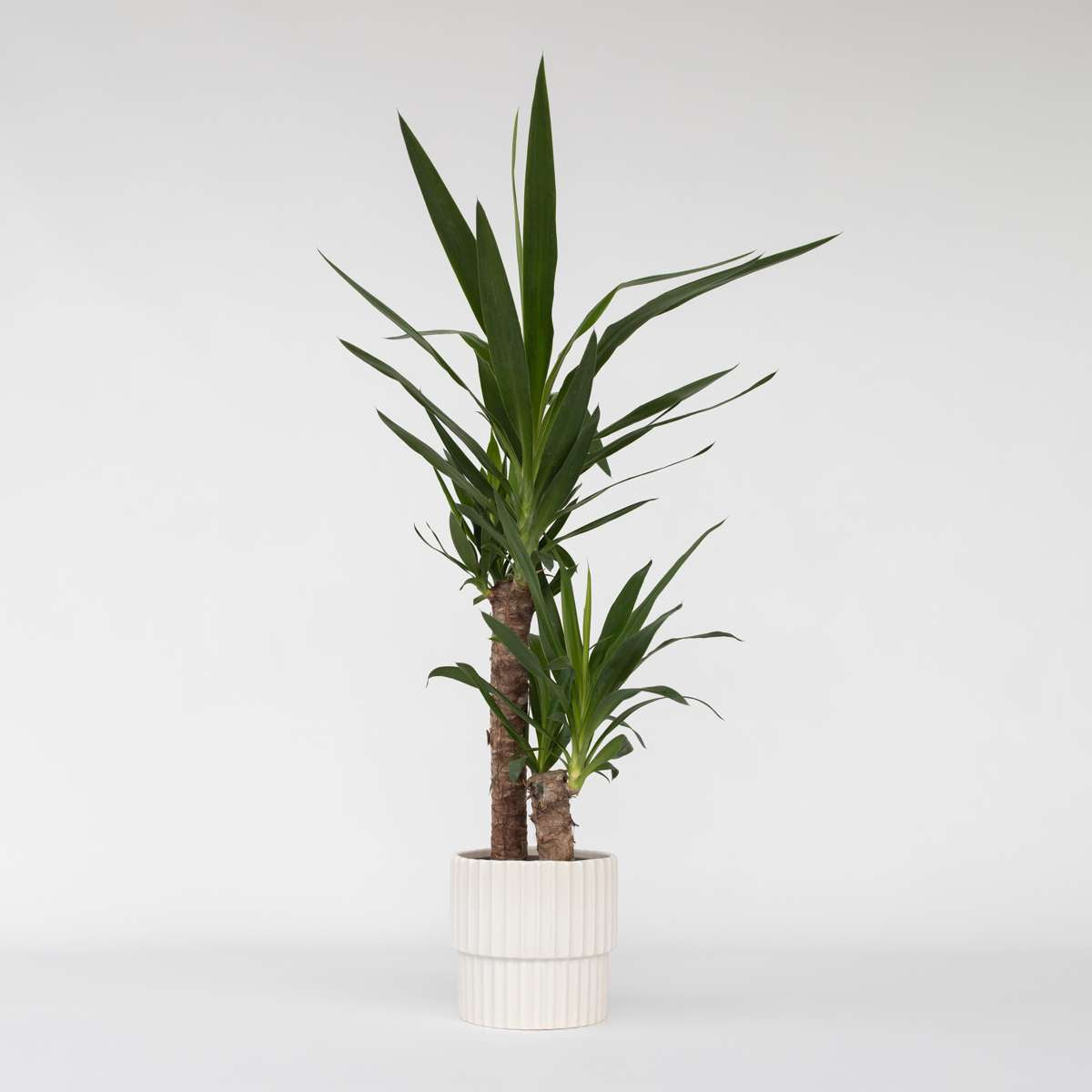 Florastore Palmlilie - Yucca Elephantipes - Höhe 70-80Cm - ⌀17Cm