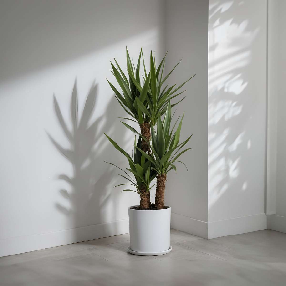 Florastore Palmlilie - Yucca Elephantipes - Höhe 70-80Cm - ⌀17Cm