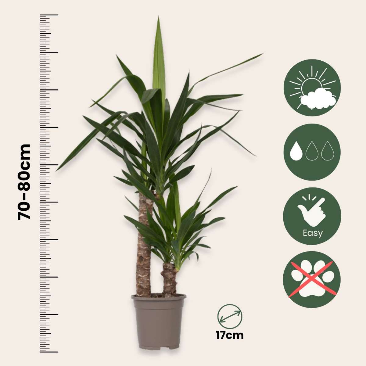 Florastore Palmlilie - Yucca Elephantipes - Höhe 70-80Cm - ⌀17Cm