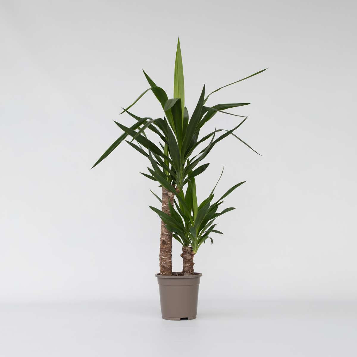 Florastore Palmlilie - Yucca Elephantipes - Höhe 70-80Cm - ⌀17Cm