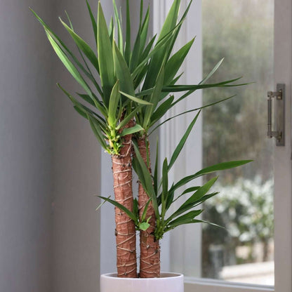 Florastore Palmlilie - Yucca Elephantipes - Höhe 70-80Cm - ⌀17Cm