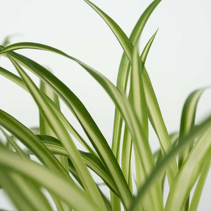 Florastore Tierfreundlichen Zimmerpflanzen - 4 Stk - Pet Friendy Mix - Höhe 25-40Cm - ⌀12Cm