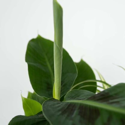 Florastore Tierfreundlichen Zimmerpflanzen - 4 Stk - Pet Friendy Mix - Höhe 25-40Cm - ⌀12Cm