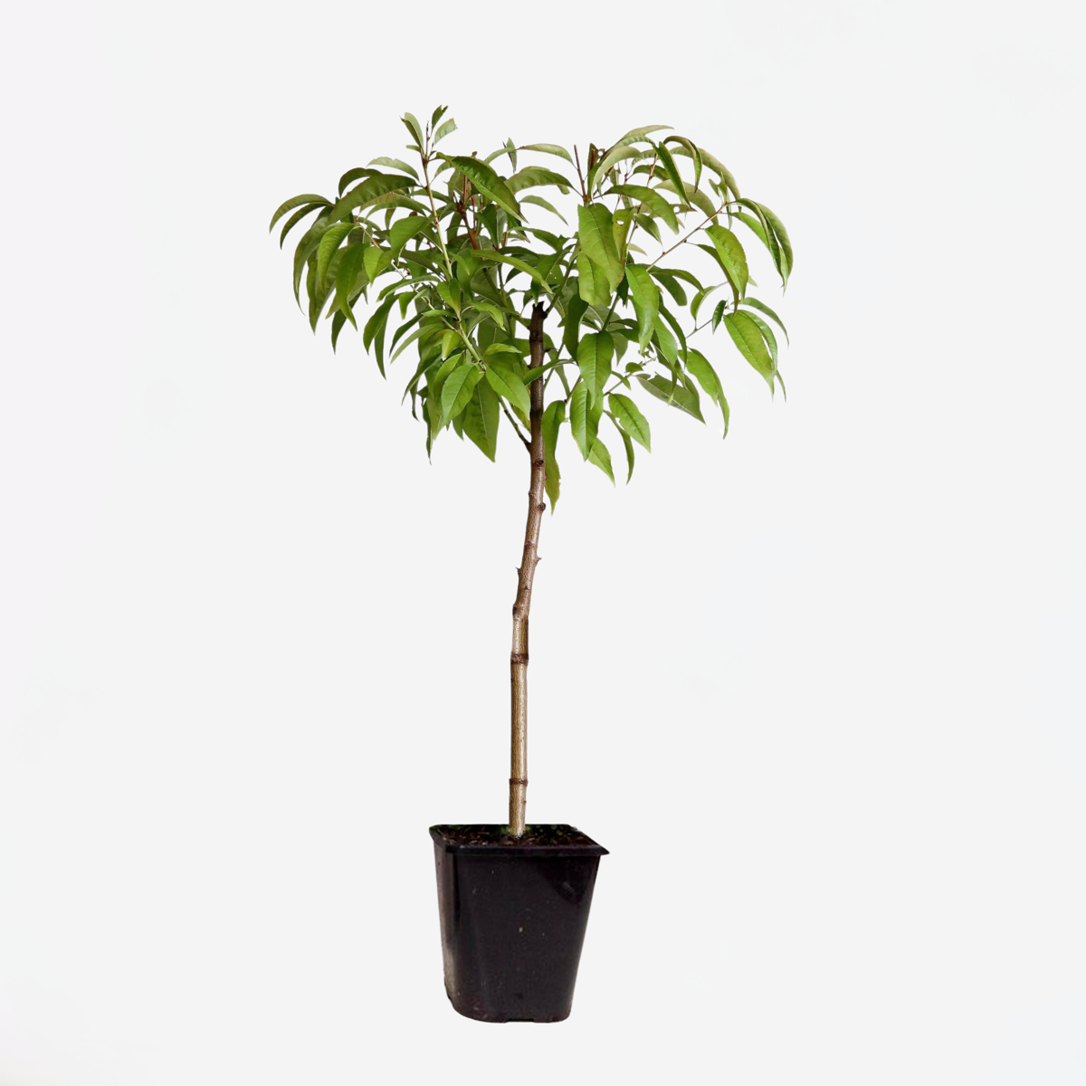 Florastore Pfirsichbaum - Prunus Persica 'Saturne' - Höhe 60-70Cm - ⌀15Cm