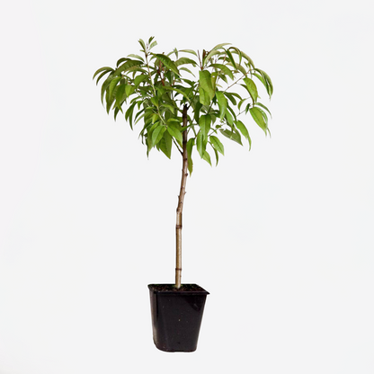 Florastore Pfirsichbaum - Prunus Persica 'Saturne' - Höhe 60-70Cm - ⌀15Cm