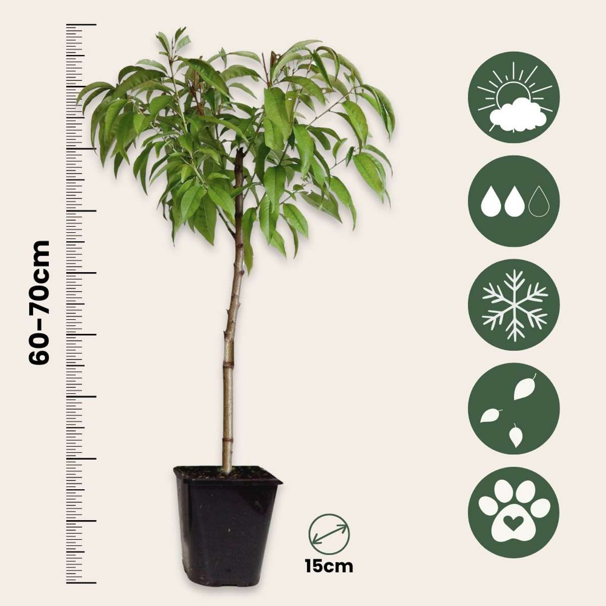 Florastore Pfirsichbaum - Prunus Persica 'Saturne' - Höhe 60-70Cm - ⌀15Cm