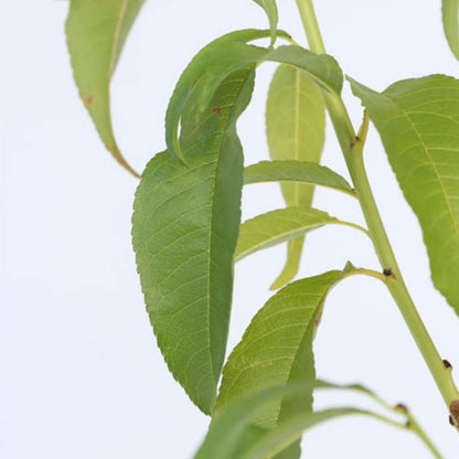 Florastore Pfirsichbaum - Prunus Persica 'Saturne' - Höhe 60-70Cm - ⌀15Cm