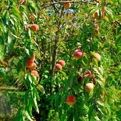 Florastore Pfirsichbaum - Prunus Persica 'Saturne' - Höhe 60-70Cm - ⌀15Cm