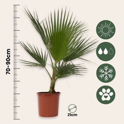 Florastore Mexikanische Fächerpalme - 2 Stk - Washingtonia Robusta - Höhe 70-90Cm - ⌀21Cm