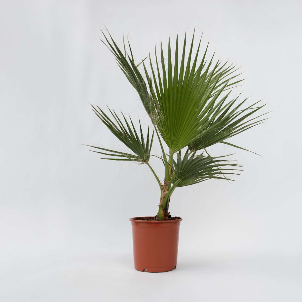 Florastore Mexikanische Fächerpalme - Washingtonia Robusta - Höhe 70-90Cm - ⌀21Cm