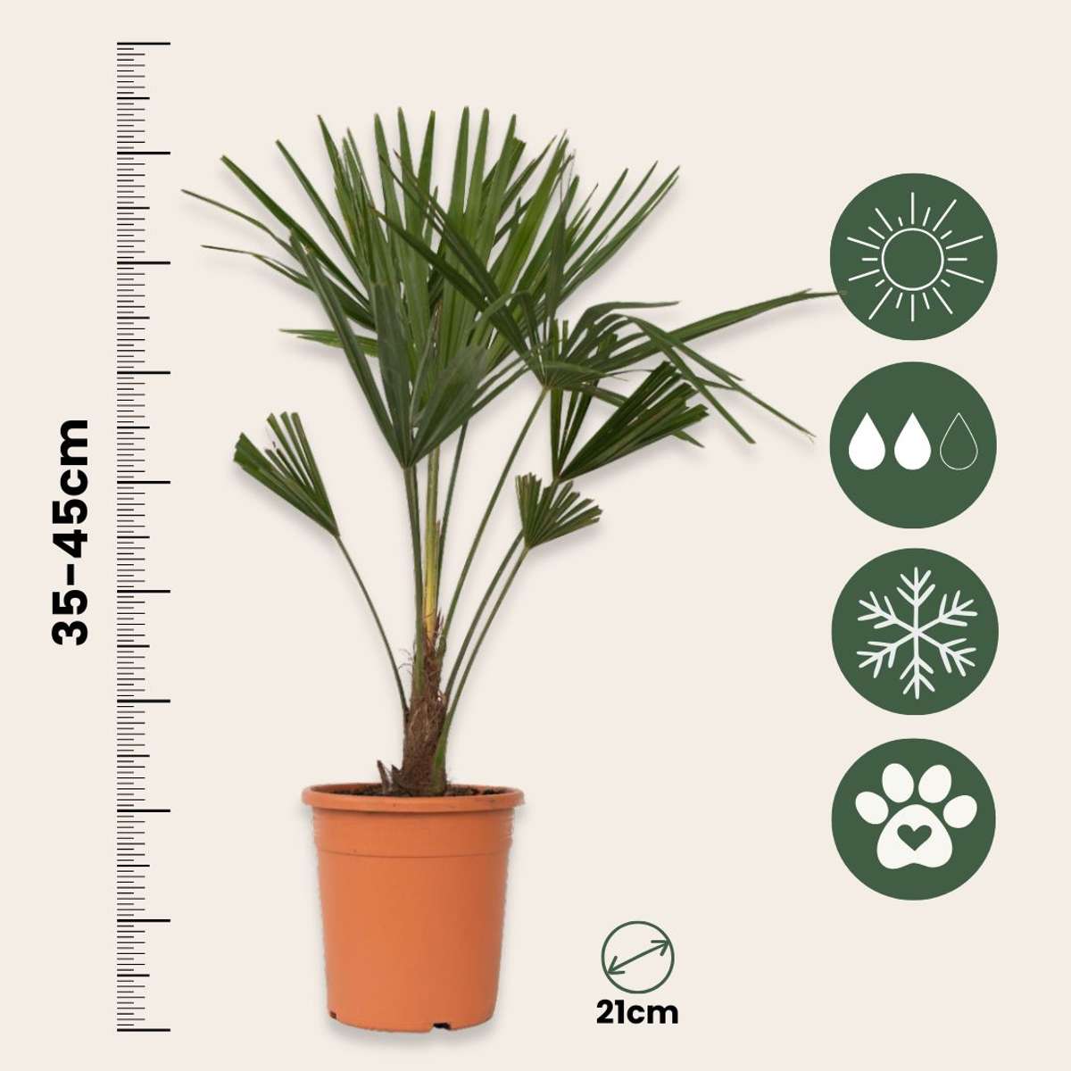 Florastore Chinesische Hanfpalme - 2 Stk - Trachycarpus Fortunei - Höhe 65-75Cm - ⌀21Cm