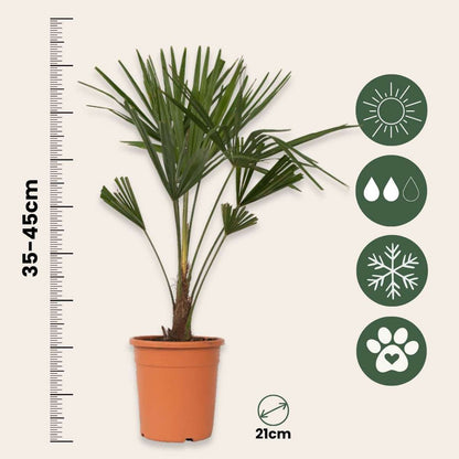 Florastore Chinesische Hanfpalme - 2 Stk - Trachycarpus Fortunei - Höhe 65-75Cm - ⌀21Cm