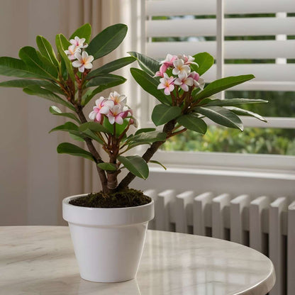 Florastore Hawaii-Palme - 2 Stk - Plumeria Rubra - Höhe 45-55Cm - ⌀17Cm