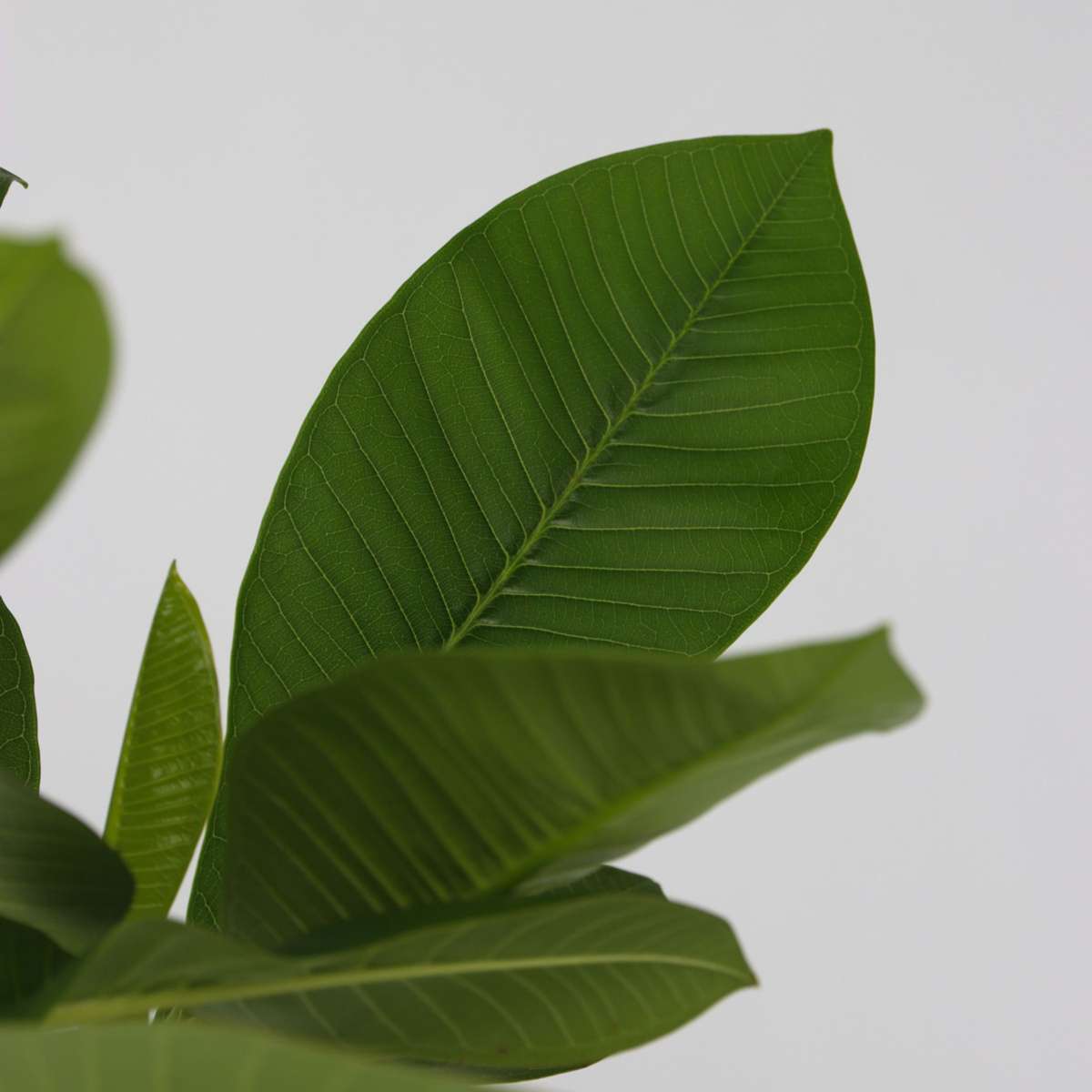 Florastore Hawaii-Palme - 2 Stk - Plumeria Rubra - Höhe 45-55Cm - ⌀17Cm