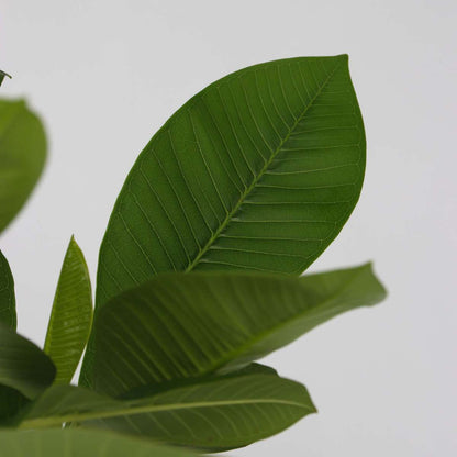 Florastore Hawaii-Palme - 2 Stk - Plumeria Rubra - Höhe 45-55Cm - ⌀17Cm