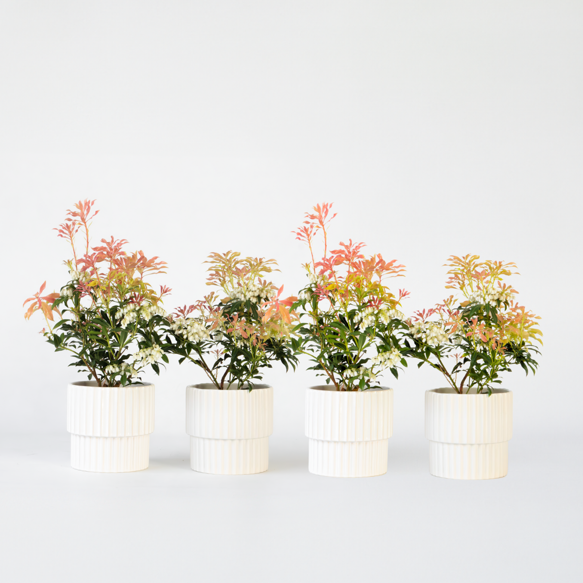 Florastore Schattenglöckchen - 4 Stk - Pieris 'Forest Flame' - Höhe 25-40Cm - ⌀17Cm