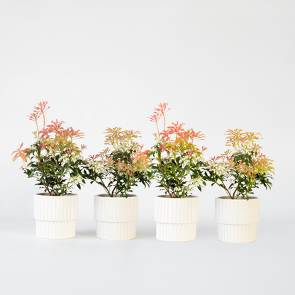 Florastore Schattenglöckchen - 4 Stk - Pieris 'Forest Flame' - Höhe 25-40Cm - ⌀17Cm
