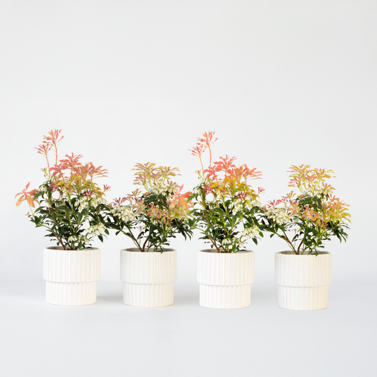 Florastore Schattenglöckchen - 4 Stk - Pieris 'Forest Flame' - Höhe 25-40Cm - ⌀17Cm