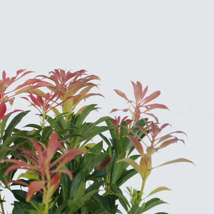Florastore Schattenglöckchen - 4 Stk - Pieris 'Forest Flame' - Höhe 25-40Cm - ⌀17Cm