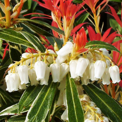 Florastore Schattenglöckchen - 4 Stk - Pieris 'Forest Flame' - Höhe 25-40Cm - ⌀17Cm