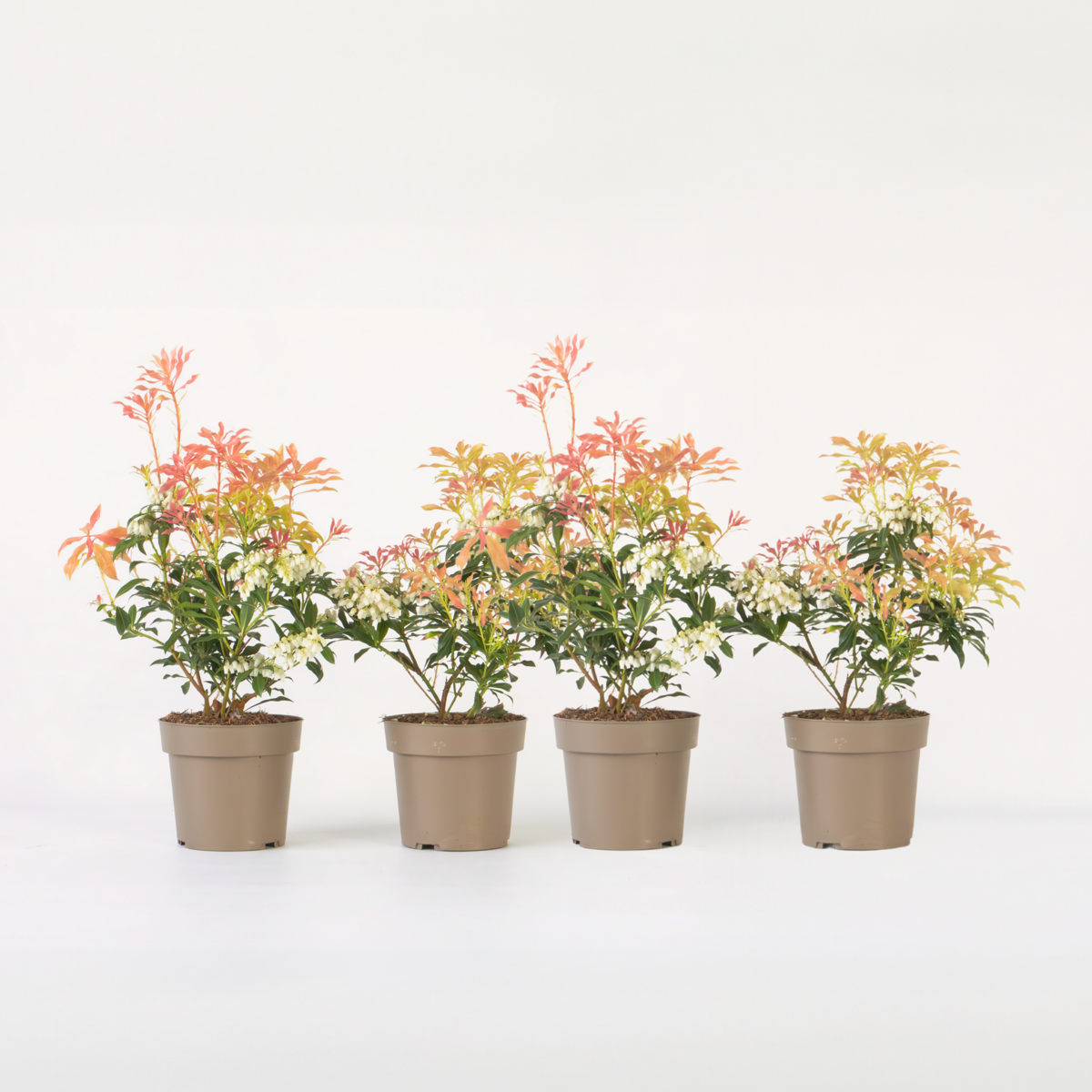 Florastore Schattenglöckchen - 4 Stk - Pieris 'Forest Flame' - Höhe 25-40Cm - ⌀17Cm
