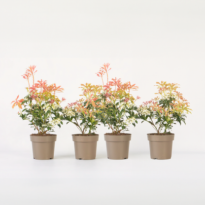 Florastore Schattenglöckchen - 4 Stk - Pieris 'Forest Flame' - Höhe 25-40Cm - ⌀17Cm