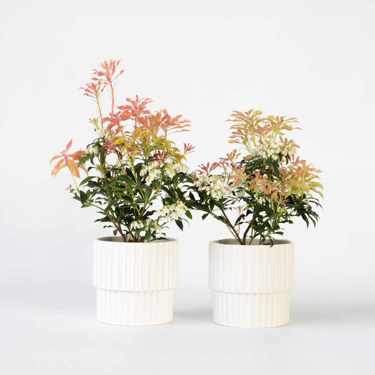 Florastore Schattenglöckchen - 2 Stk - Pieris 'Forest Flame' - Höhe 25-40Cm - ⌀17Cm