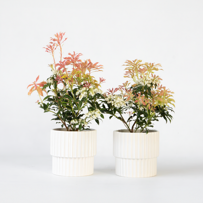 Florastore Schattenglöckchen - 2 Stk - Pieris 'Forest Flame' - Höhe 25-40Cm - ⌀17Cm